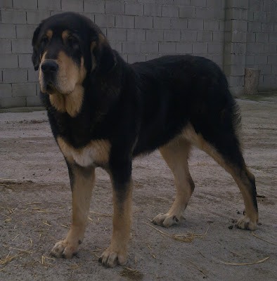 VELLA DE IRELORMA, MADRE DE APOLO